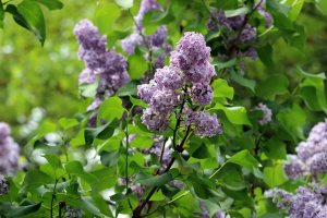 2015 05 11-01-lilacs in our backyard