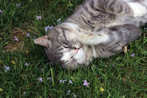 2015 05 11-02-mitsi in our backyard