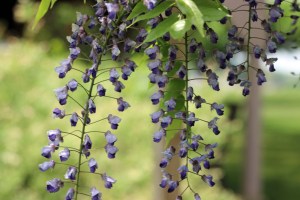 2015 05 11-03-wisteria in our backyard