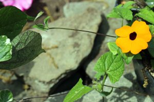 2015 05 11-black-eyed susan vine