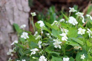 2015 05 11-flowers in our backyard