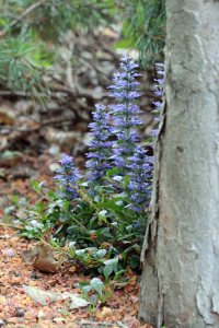 2015 05 11-side flower bed